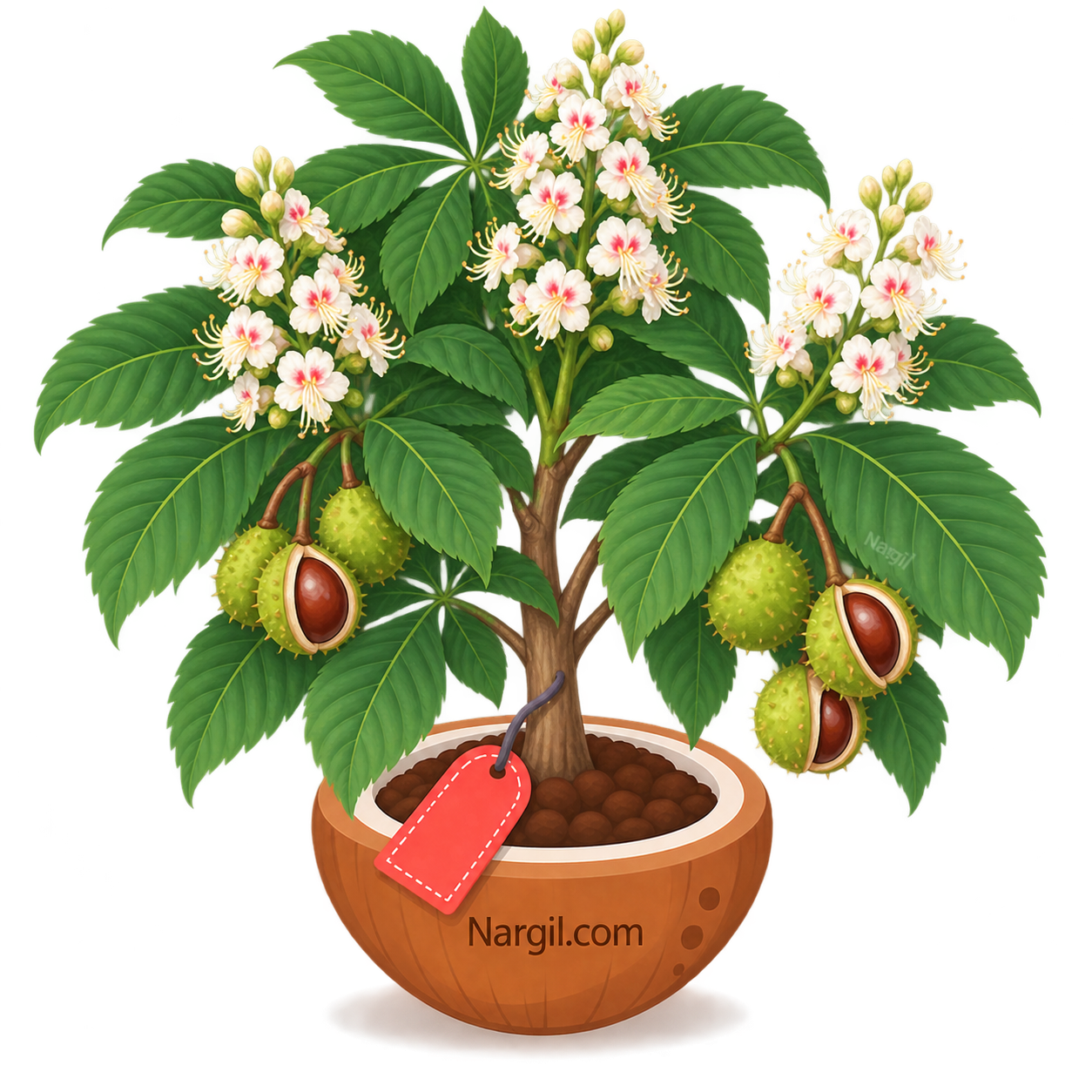 Nargil_Aesculus Hippocastanum